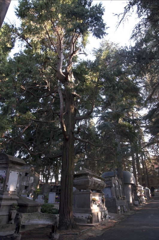 Cimitero albero - Roberto Marconi 62 - Massa Lombarda (RA) 