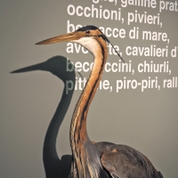 Imola Museo Sa Domenico uccello - Bolorsi - Imola (BO)
