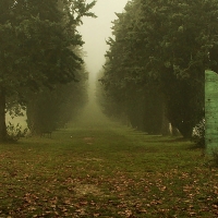 La nebbia avvolge il viale dei cento cavalieri nel parco di Villa Silvia - Luca Spinelli Cesena - Cesena (FC)