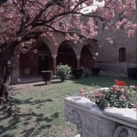 Convento di Sant'Antonio in Polesine con ciliegio fiorito - Baraldi - Ferrara (FE)