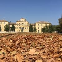 Palazzo Ducale di Parma con le foglie - Simo129 - Parma (PR)
